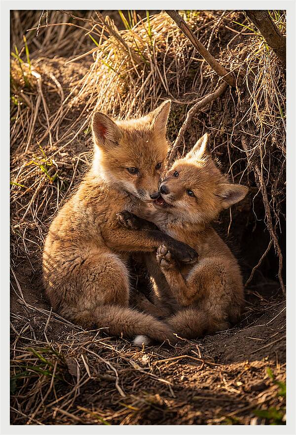 Red Fox Cubs Playing Together
