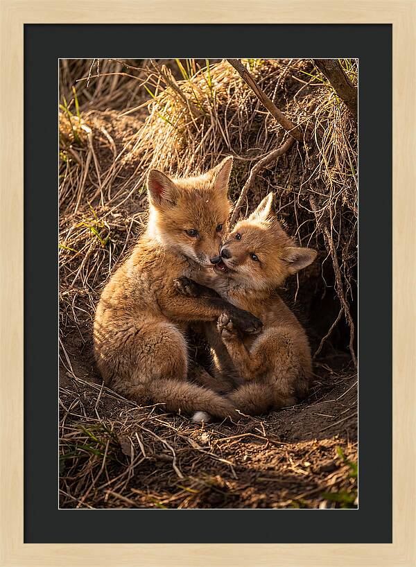 Red Fox Cubs Playing Together