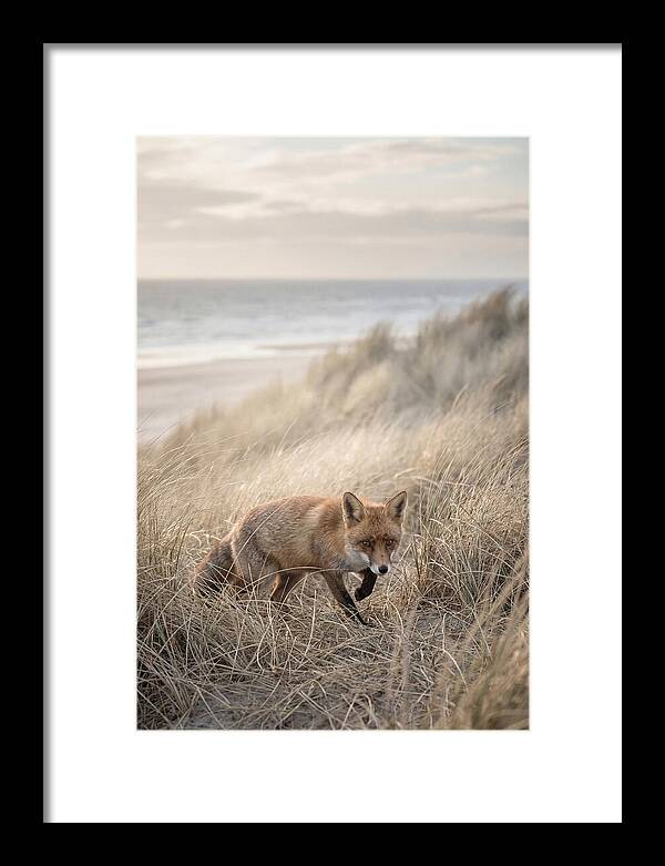 Red Fox Hunting In Tall Grass