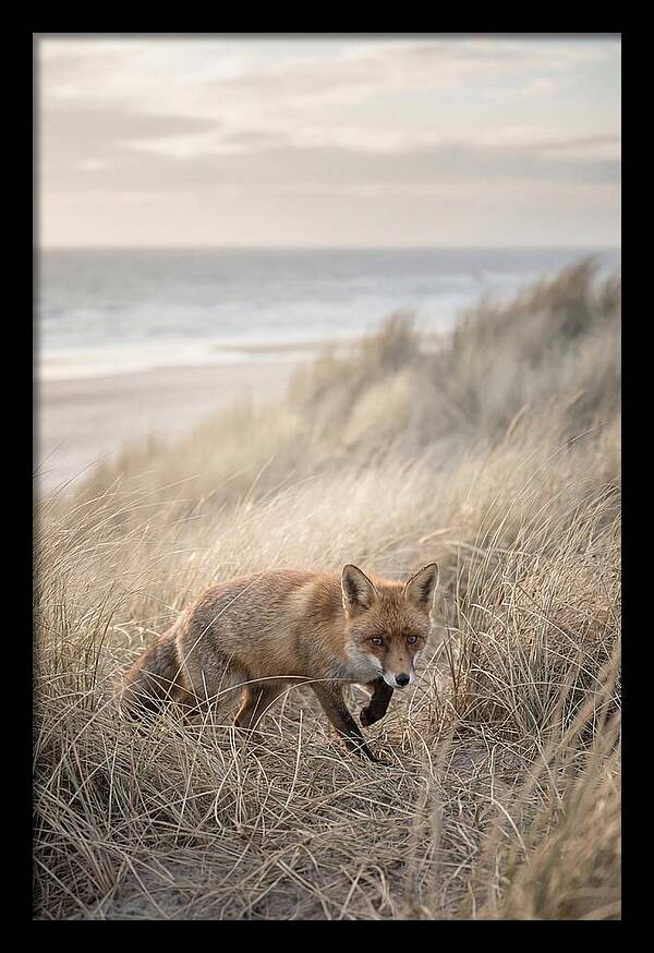 Red Fox Hunting In Tall Grass