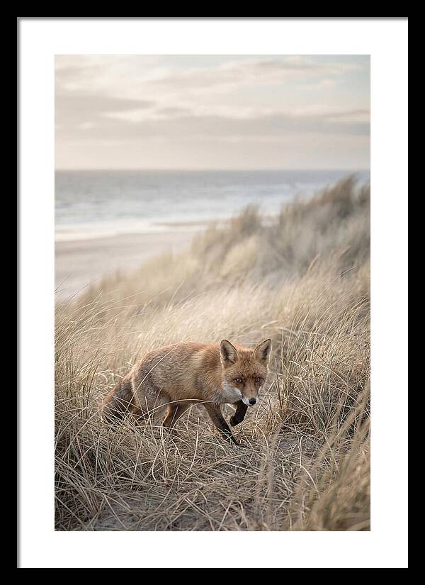 Red Fox Hunting In Tall Grass