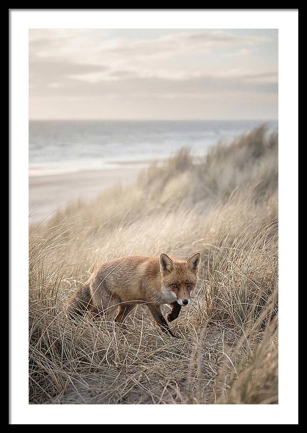 Red Fox Hunting In Tall Grass
