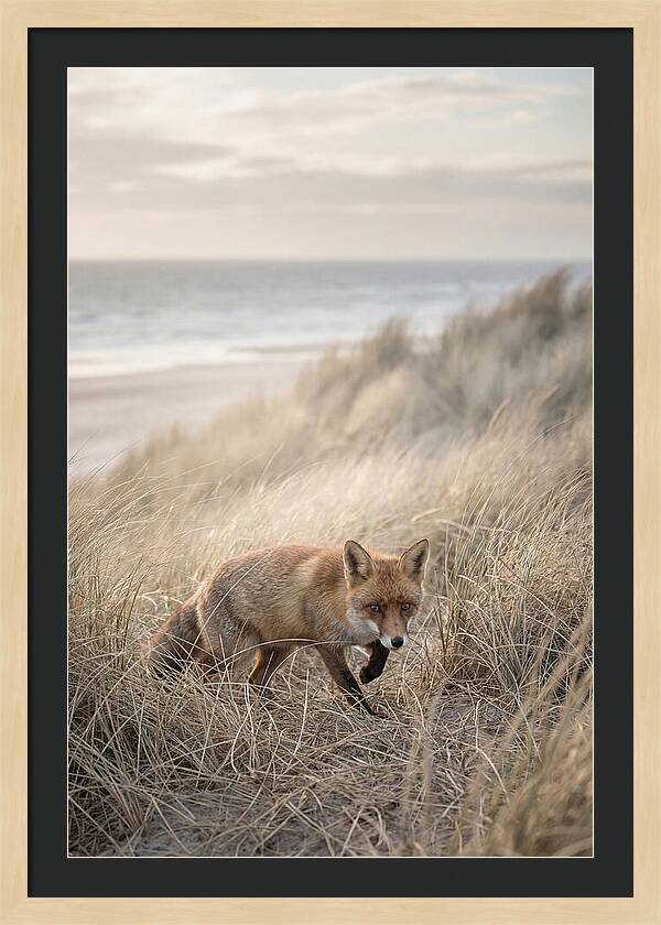 Red Fox Hunting In Tall Grass