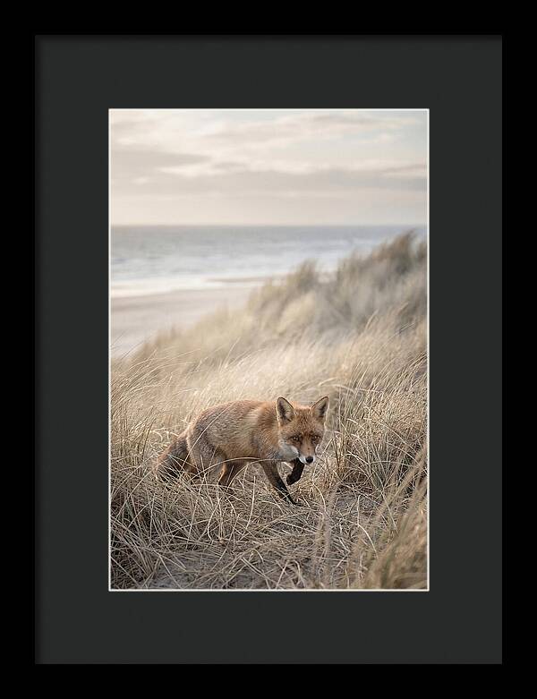 Red Fox Hunting In Tall Grass