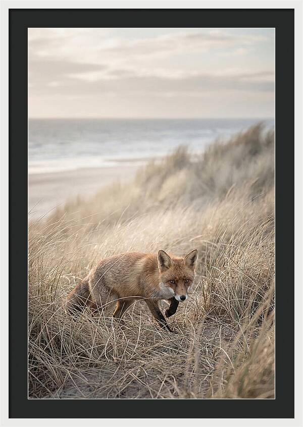 Red Fox Hunting In Tall Grass