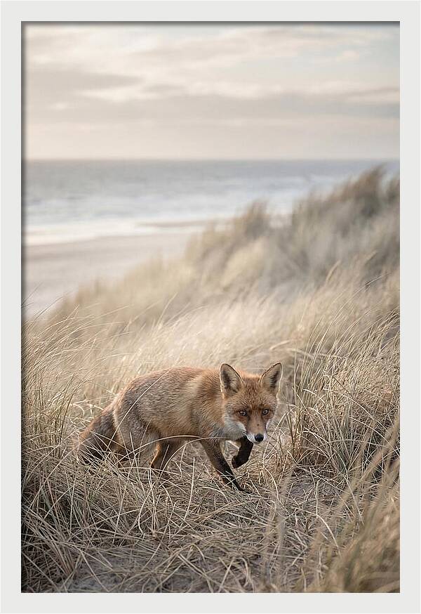 Red Fox Hunting In Tall Grass