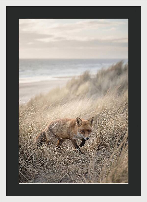 Red Fox Hunting In Tall Grass