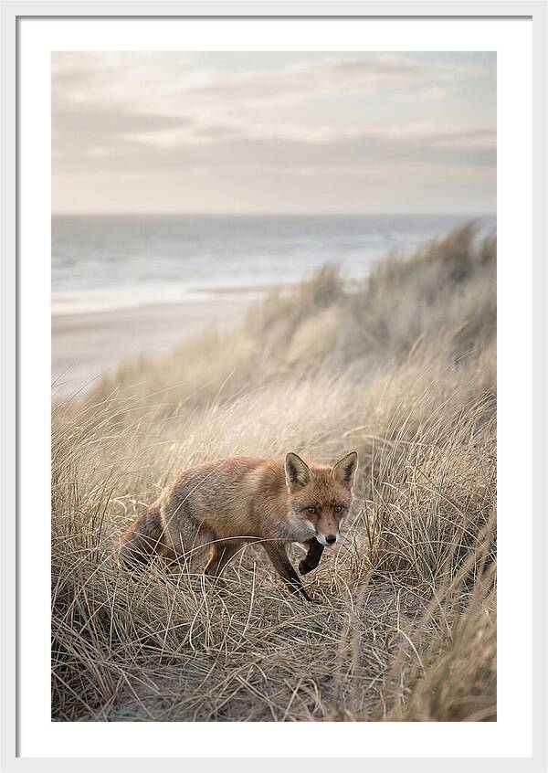 Red Fox Hunting In Tall Grass