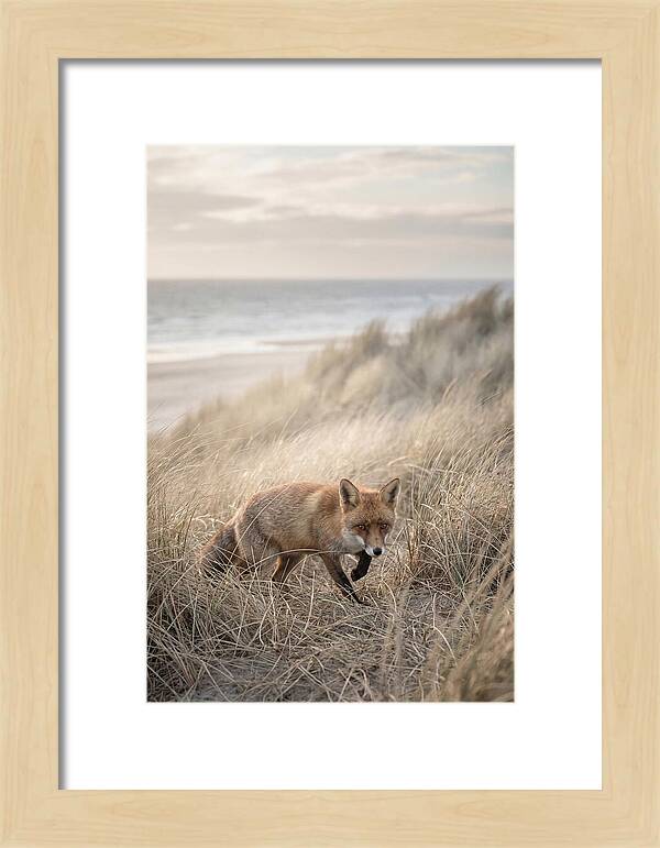 Red Fox Hunting In Tall Grass