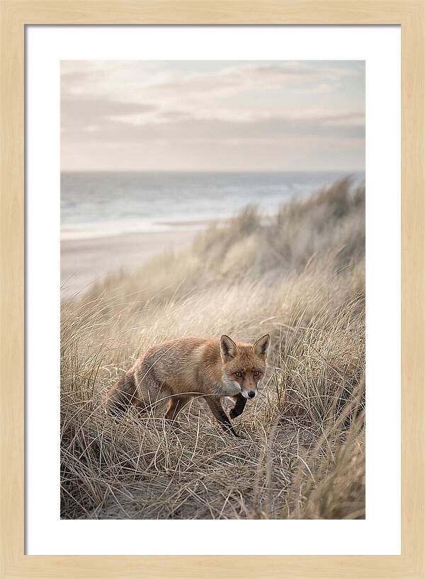 Red Fox Hunting In Tall Grass
