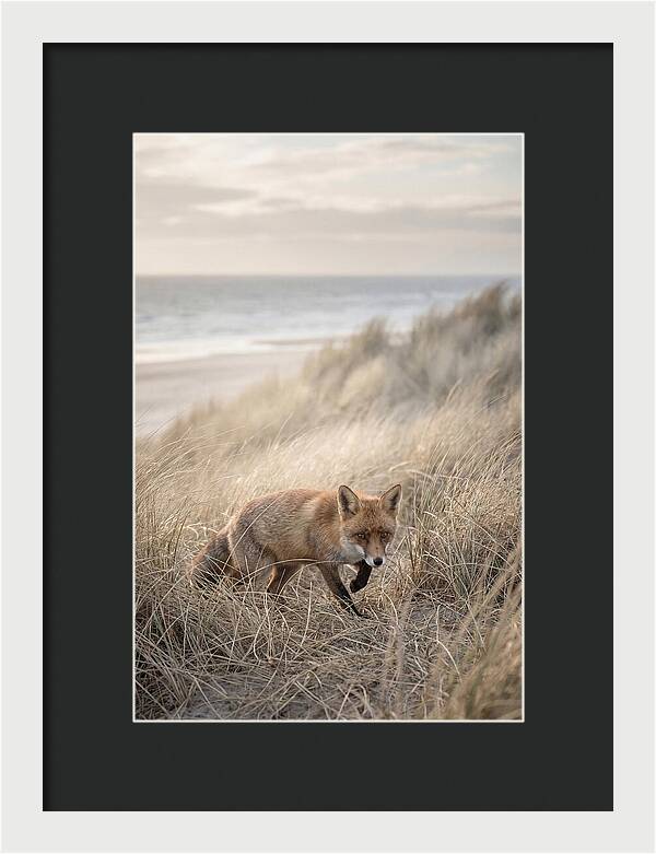 Red Fox Hunting In Tall Grass