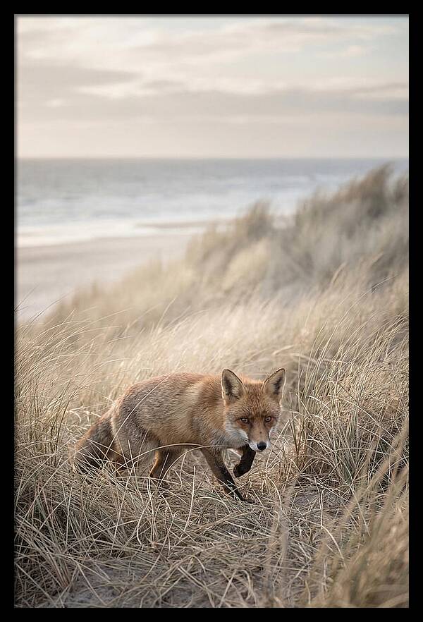 Red Fox Hunting In Tall Grass