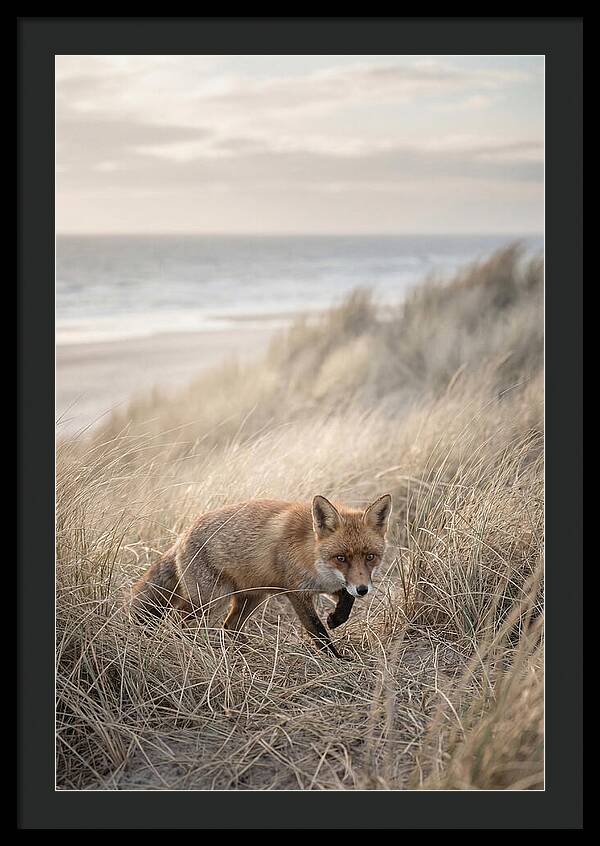 Red Fox Hunting In Tall Grass