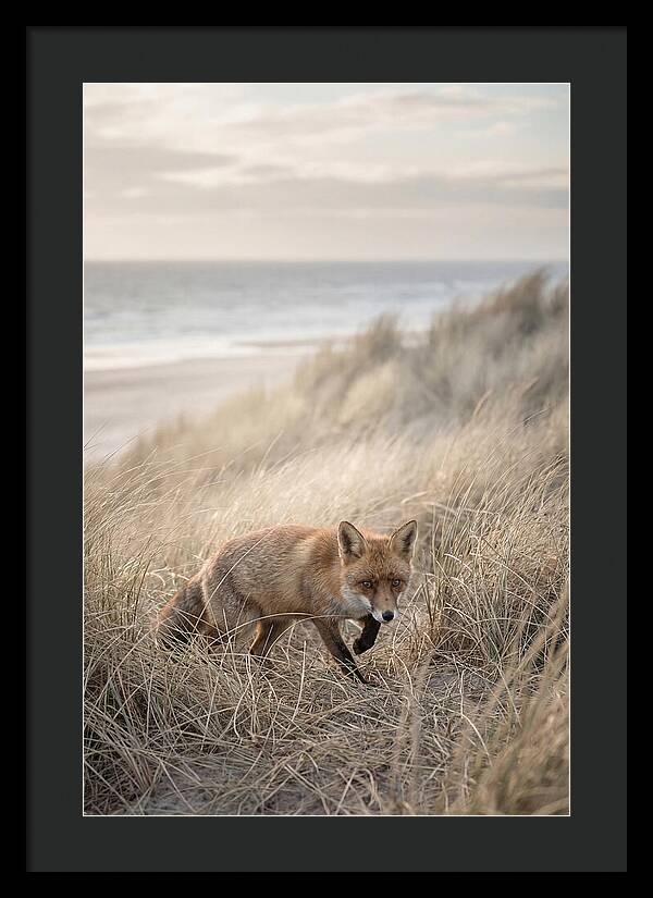 Red Fox Hunting In Tall Grass