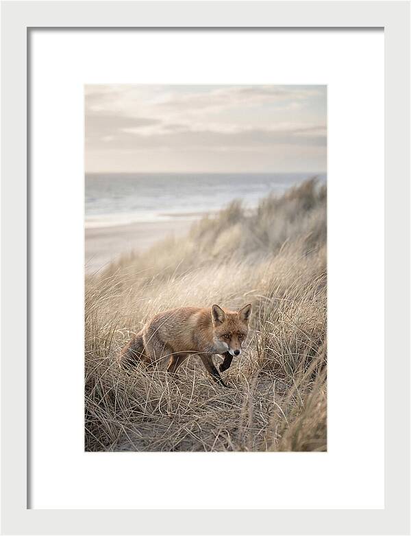 Red Fox Hunting In Tall Grass