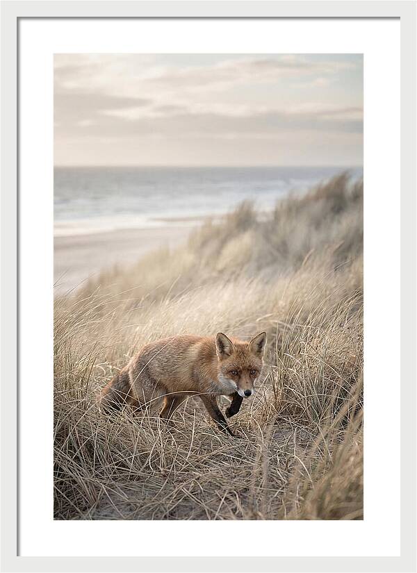 Red Fox Hunting In Tall Grass