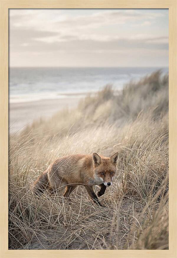 Red Fox Hunting In Tall Grass