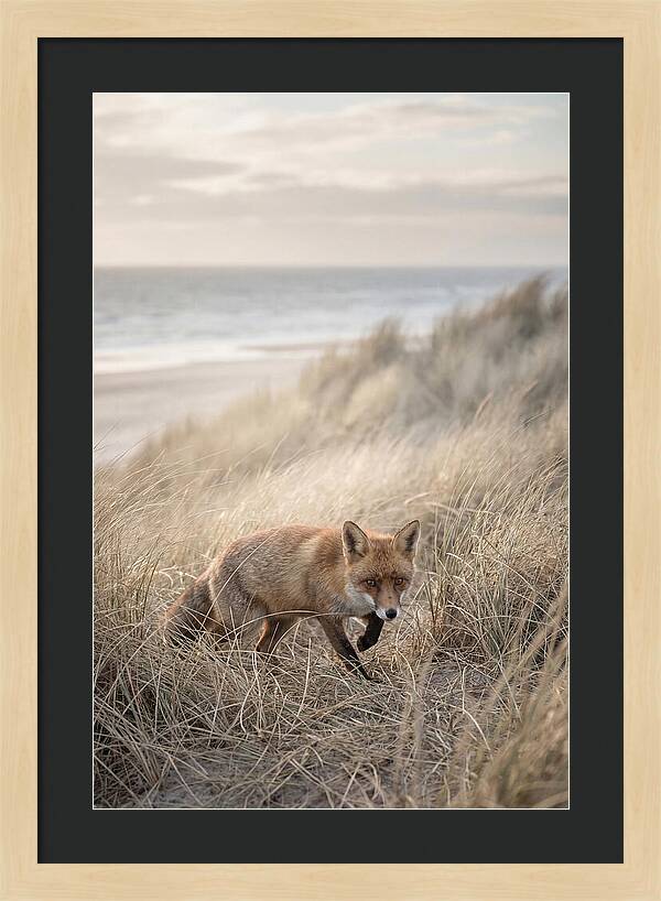 Red Fox Hunting In Tall Grass