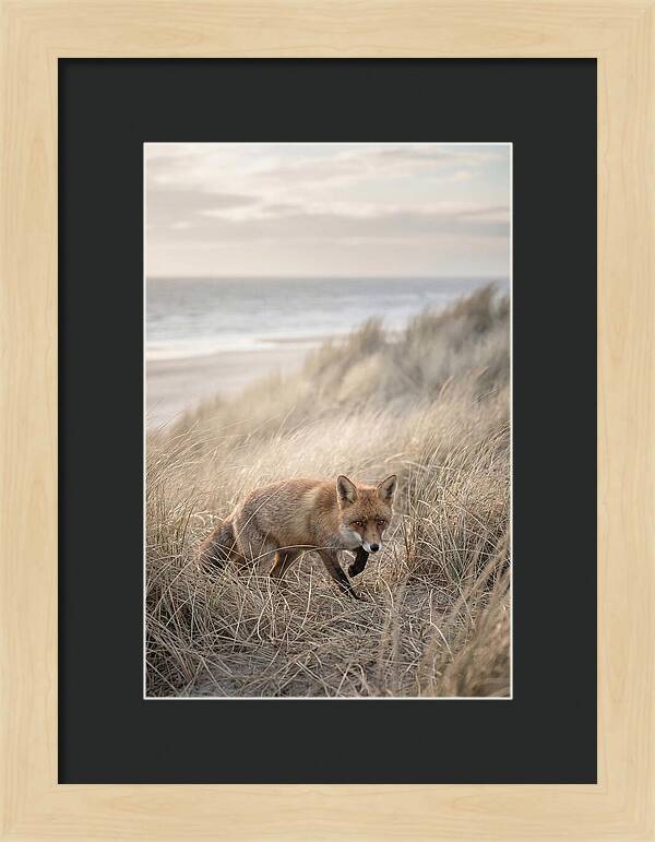 Red Fox Hunting In Tall Grass