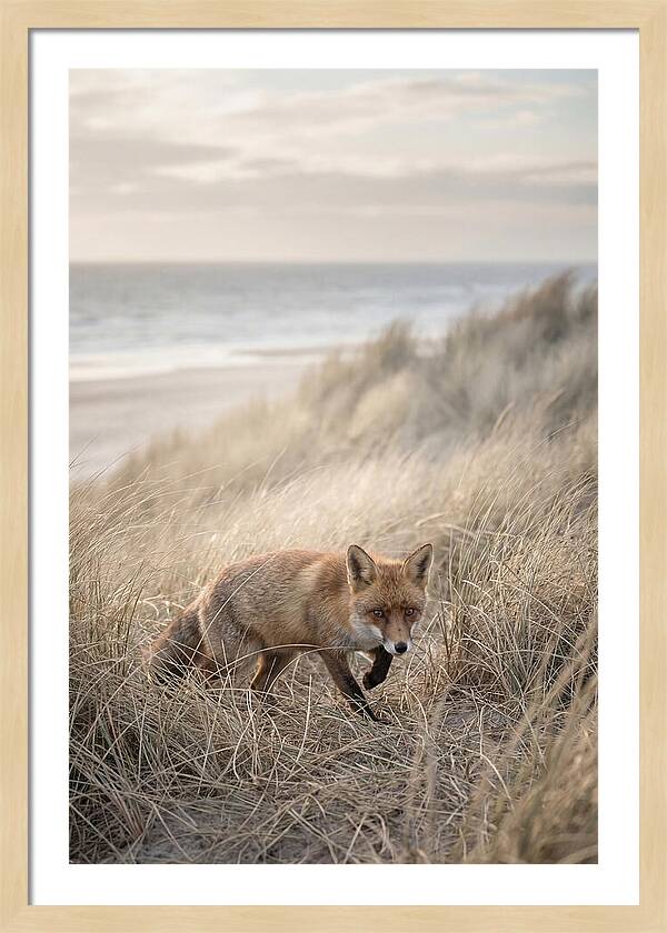Red Fox Hunting In Tall Grass