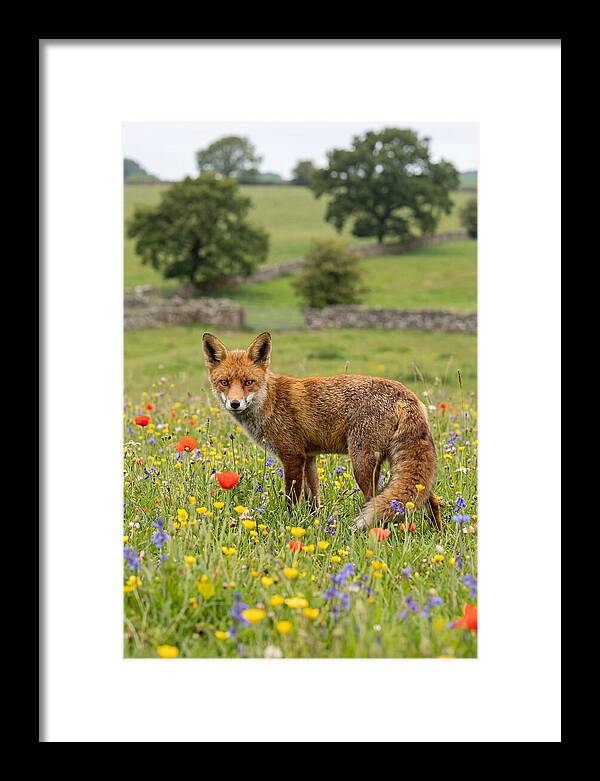 Red Fox In Blooming Meadow