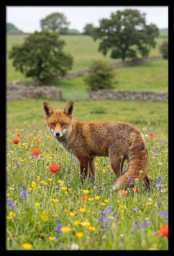 Red Fox In Blooming Meadow