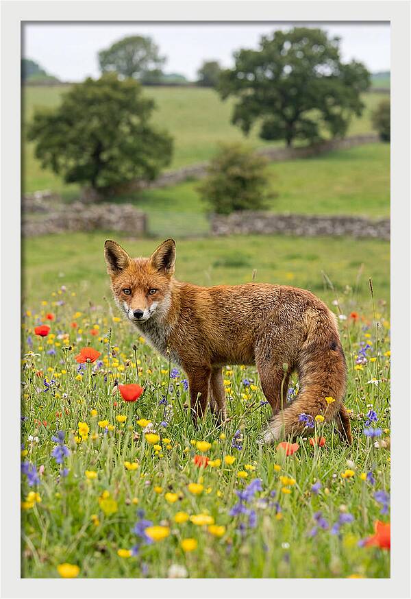 Red Fox In Blooming Meadow