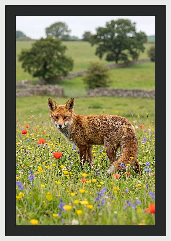 Red Fox In Blooming Meadow