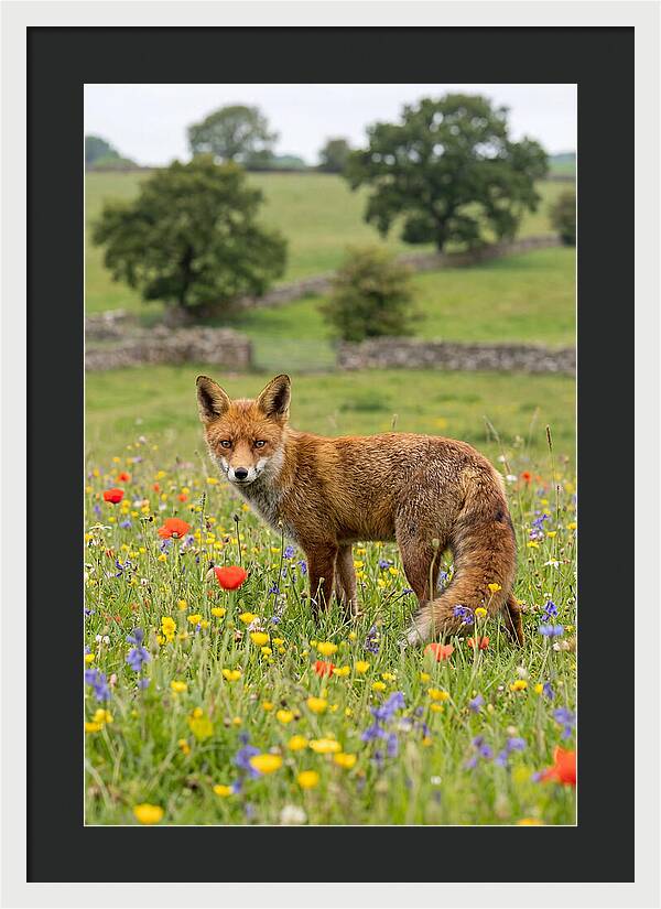 Red Fox In Blooming Meadow