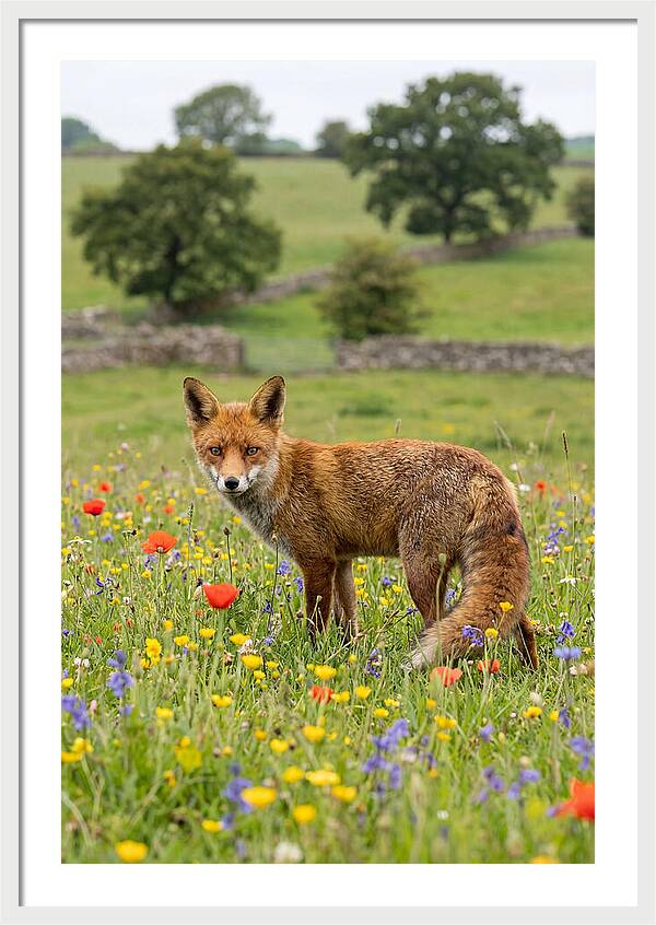 Red Fox In Blooming Meadow