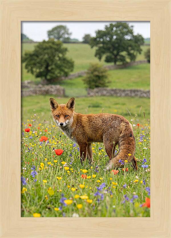 Red Fox In Blooming Meadow