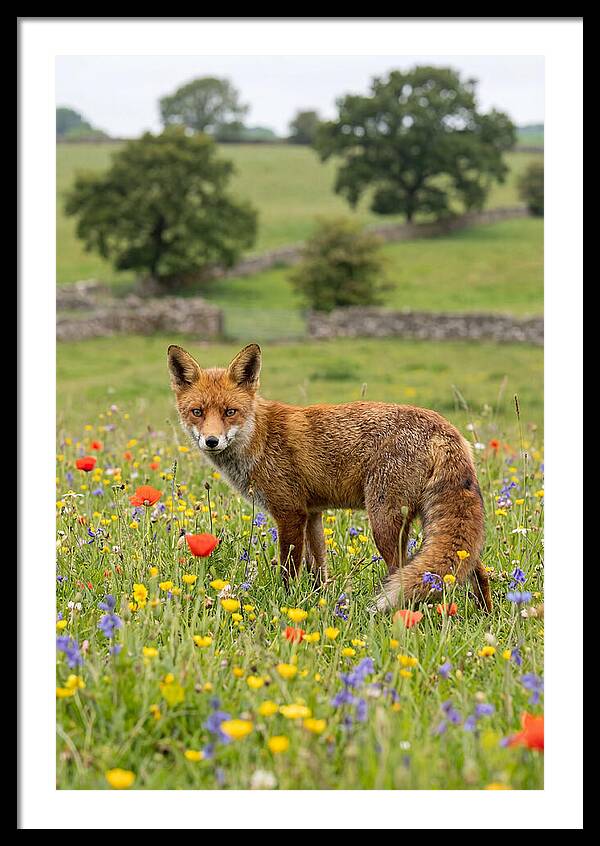 Red Fox In Blooming Meadow