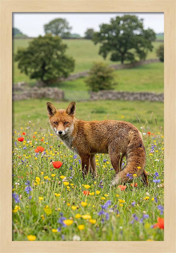 Red Fox In Blooming Meadow