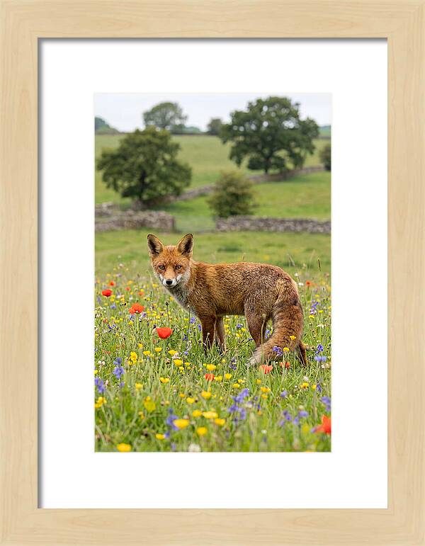 Red Fox In Blooming Meadow