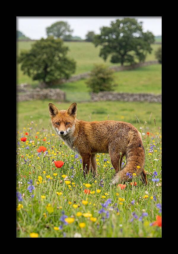 Red Fox In Blooming Meadow