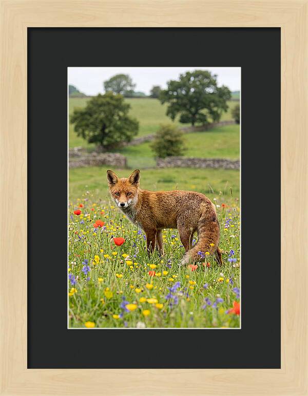 Red Fox In Blooming Meadow