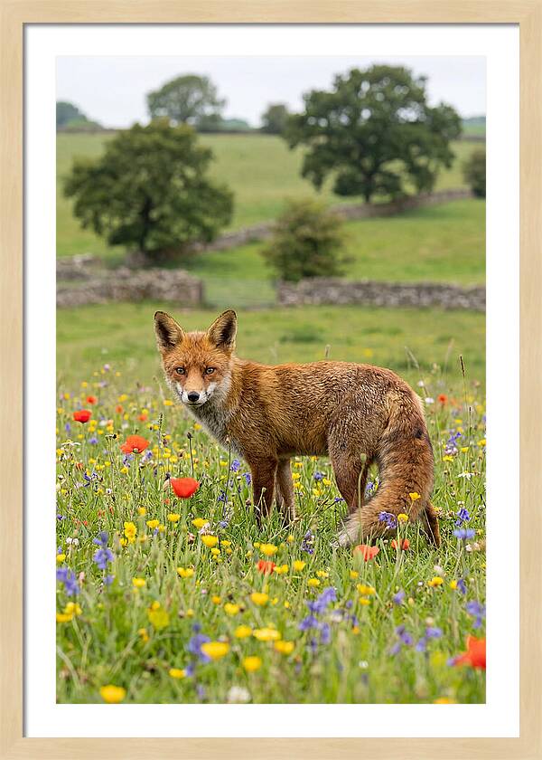 Red Fox In Blooming Meadow