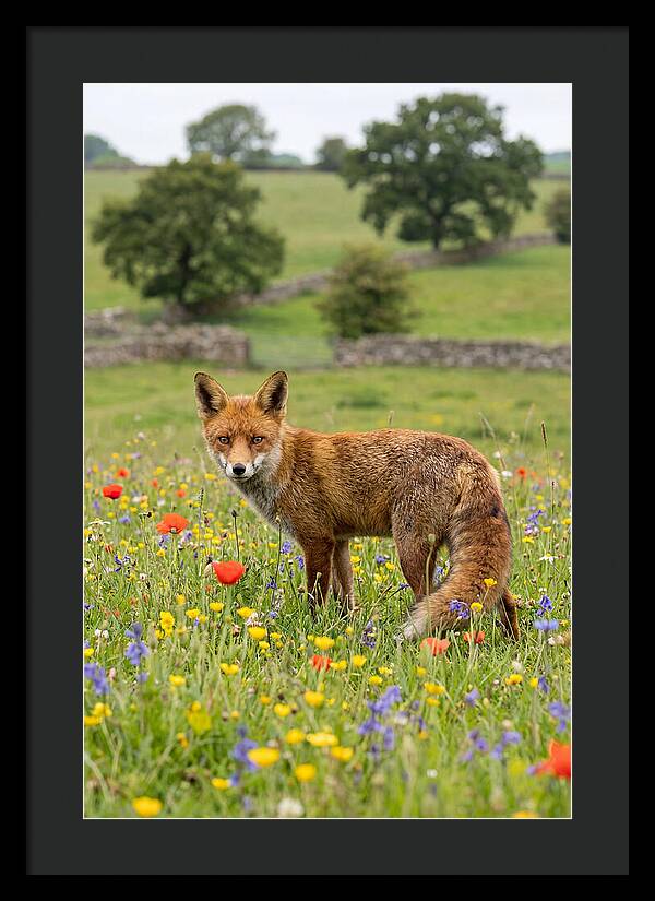Red Fox In Blooming Meadow