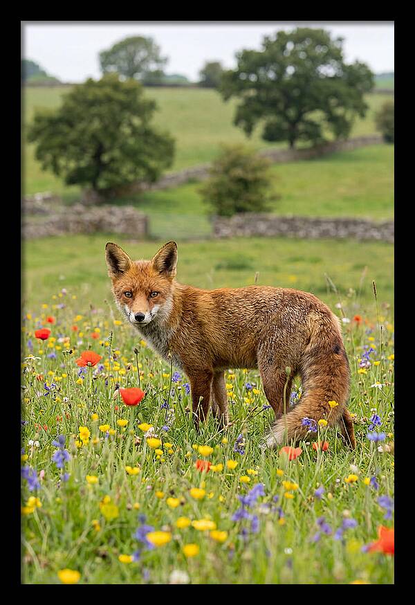 Red Fox In Blooming Meadow