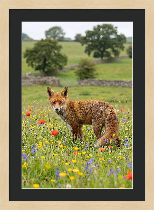 Red Fox In Blooming Meadow