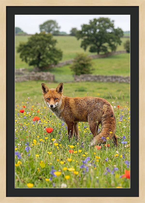 Red Fox In Blooming Meadow