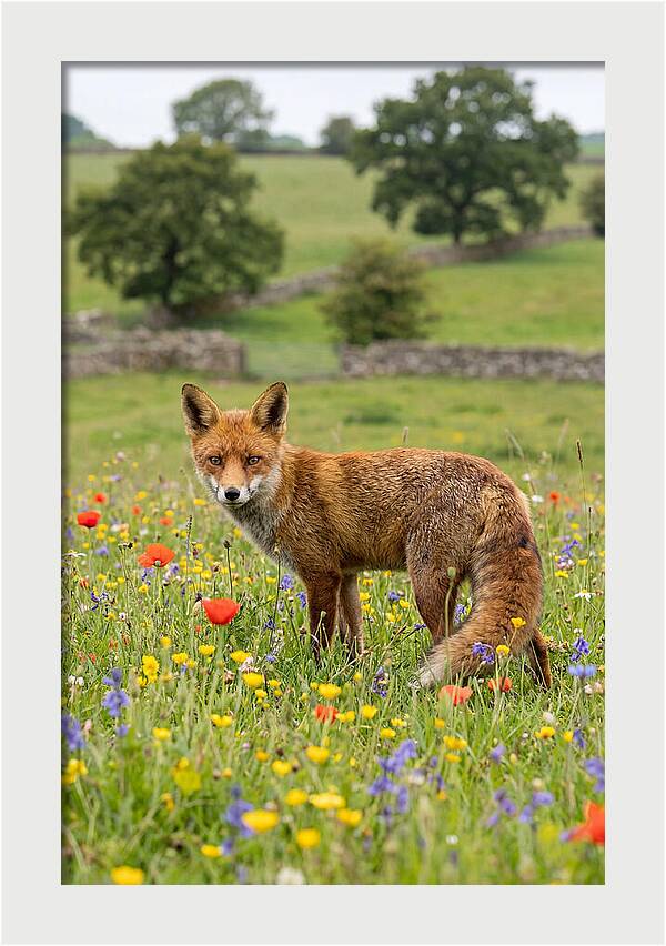 Red Fox In Blooming Meadow
