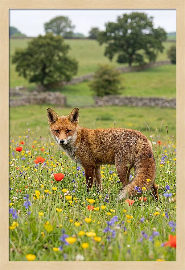 Red Fox In Blooming Meadow