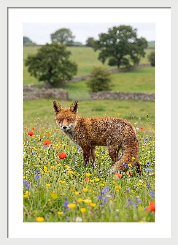 Red Fox In Blooming Meadow