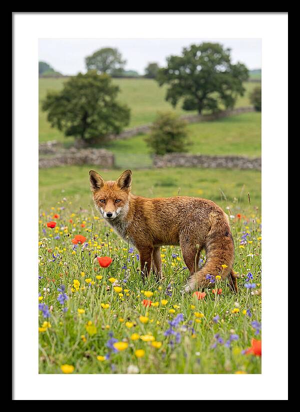 Red Fox In Blooming Meadow