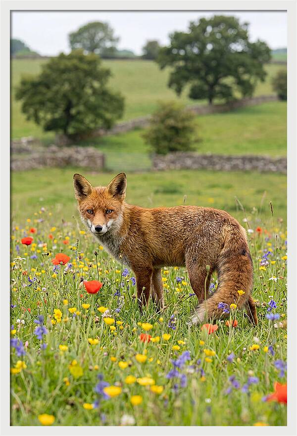 Red Fox In Blooming Meadow