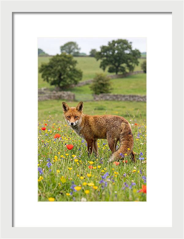 Red Fox In Blooming Meadow