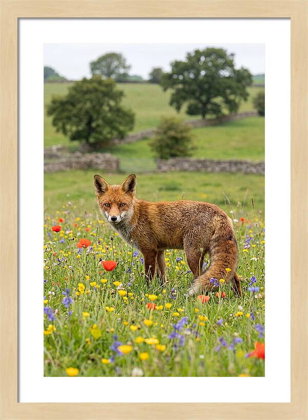 Red Fox In Blooming Meadow