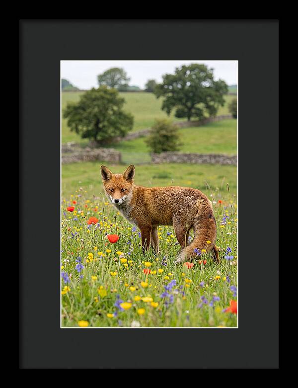 Red Fox In Blooming Meadow