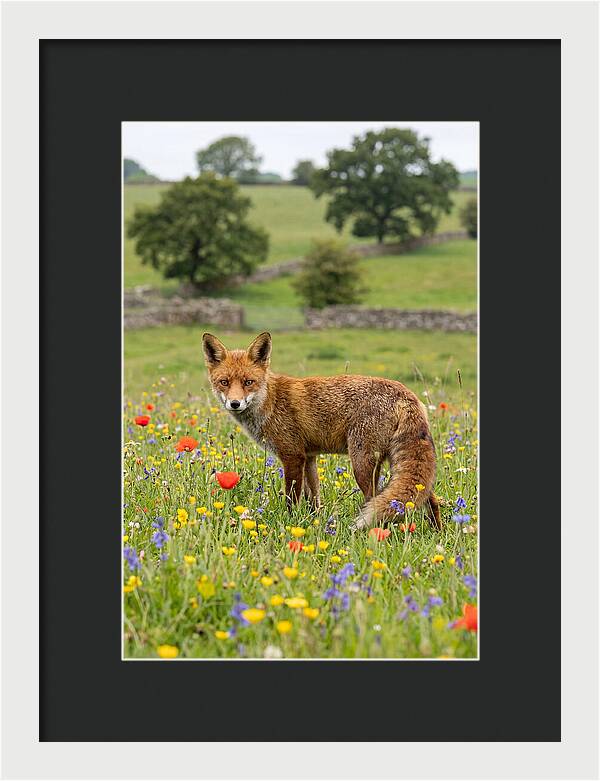 Red Fox In Blooming Meadow
